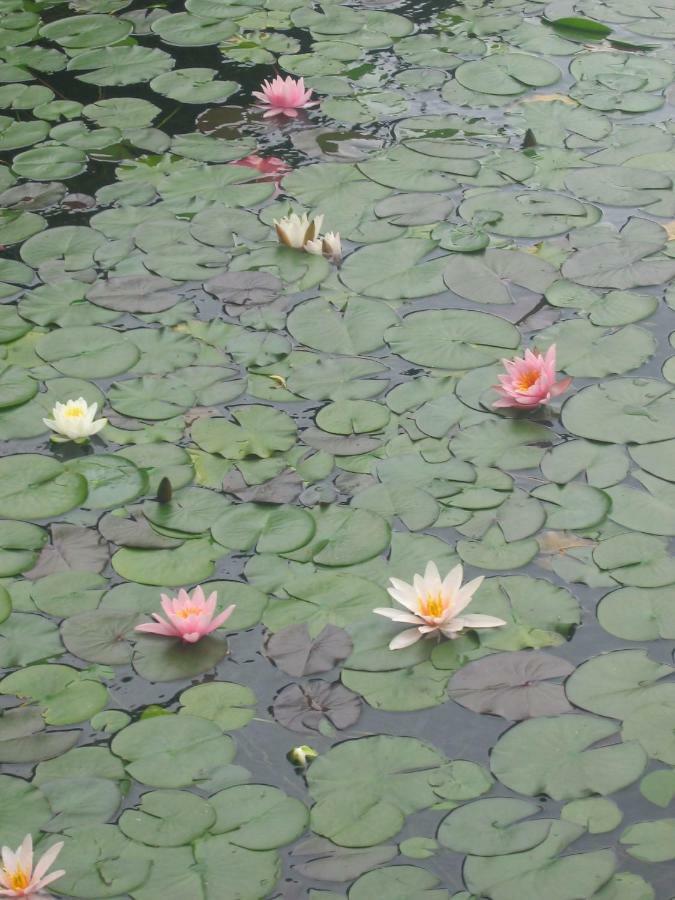 Pletna Lake View Apartment Bled Luaran gambar